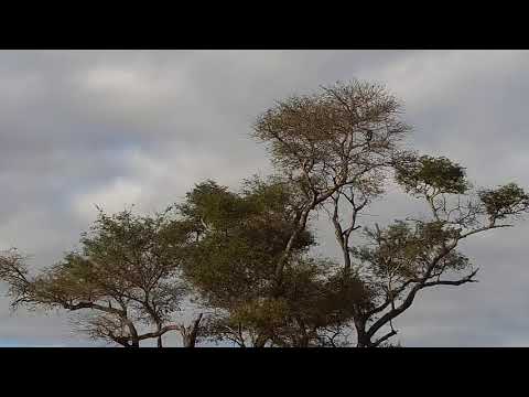 Djuma: Vervet Monkeys in the two trees - 08:29 - 06/21/21