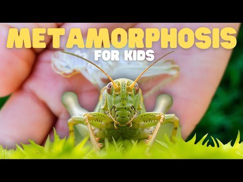 Metamorphosis for Kids | Learn about the life cycle of insects and amphibians