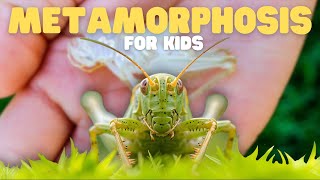 Metamorphosis for Kids | Learn about the life cycle of insects and amphibians