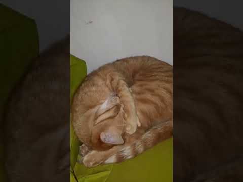 #jailer #cat #trending #rajinikanth #youtubeshorts #jk #cats #funny #tamilcomedy #twistinend #jk