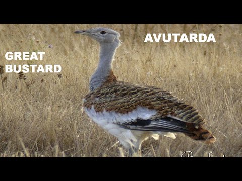 AVUTARDA | GREAT BUSTARD | Otis tarda