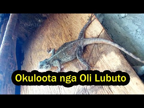 Okuloota nga Oli Lubuto Amakulu Gakyo