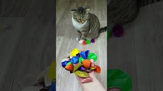 Funny Cat Barsik 🍊⭕ Satisfying Reverse Video