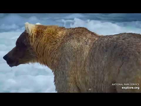 9.08.24  Otis and Holly together at the Falls. How perfect is this?