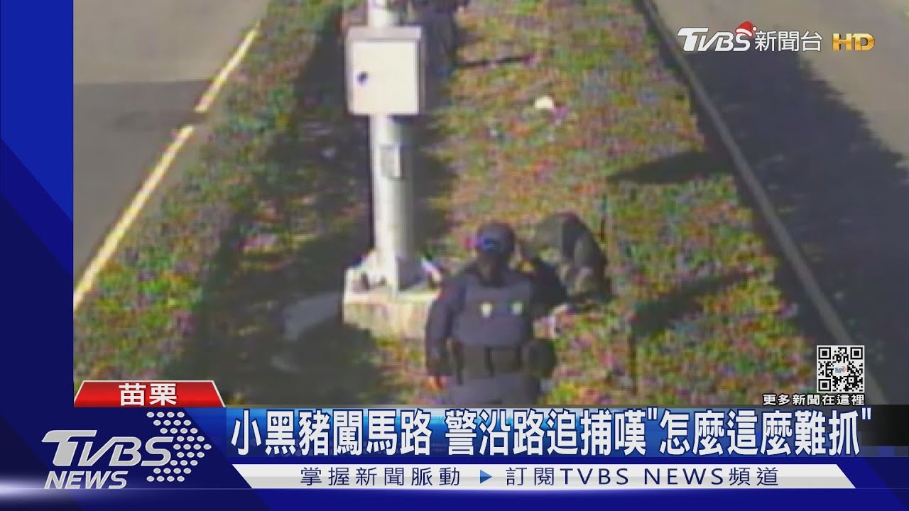 小黑豬闖馬路！　警沿路追捕嘆「怎麼這麼難抓」
