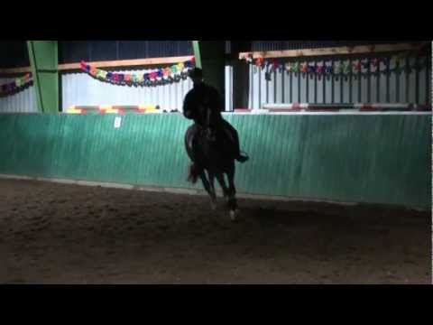 Ratz-Fatz RM Hengst von Royal Blend