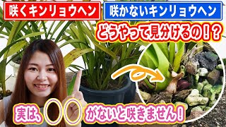【キンリョウヘン】花が咲く株・咲かない株の見分ける方法を紹介！