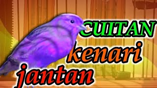 Download lagu PANCINGAN KENARI BIAR CEPAT GACOR | cuitan kenari paud jantan mp3