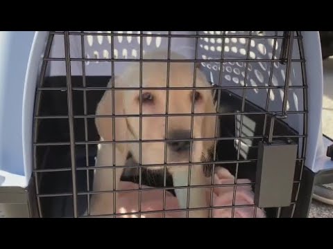 Canine Companions puppy trainers meet their service dog puppies | FOX 7 Austin