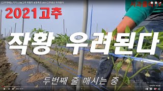 [고추재배] 진정, 무엇인가.다수확은 병이 없는것이다.6월,탄저병이 오고있다.칼슘을 살포하라.2번째 고추줄 …