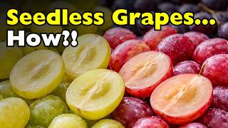 Why Are Some Grapes Seeded and Others Seedless?