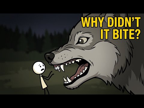 Do Wild Animals Know When a Human Is Trying to Help Them?