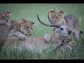 The WILDEBEEST Migrations Nature S Greatest Journey