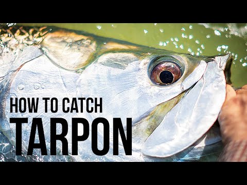 Fishing Surf for Tarpon on YouTube
