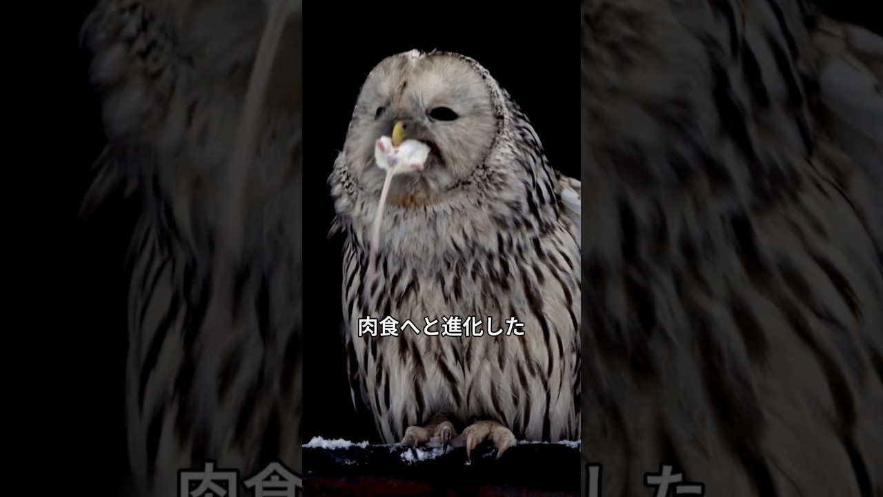 衝撃的なフクロウの食事方法
