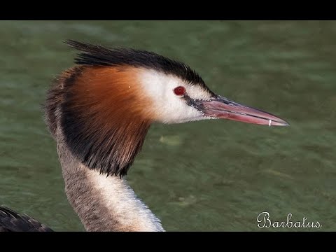 SOMORMUJO LAVANCO | GREAT CRESTED GREBLE | Podiceps cri