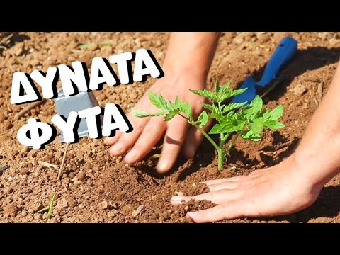 , title : 'Τομάτα: Πως να επιλέξετε δυνατά φυτά & πότε να φυτέψετε'