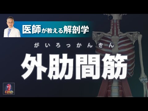 肋骨 (解剖学)について詳しく解説