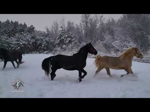 Sarrabelle, élevage de chevaux Canadiens - 2023-01-14
