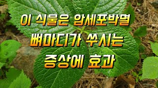 암세포박멸 뼈마디가 쑤시는증상에 사용해 보세요 홀아비꽃대 야생화