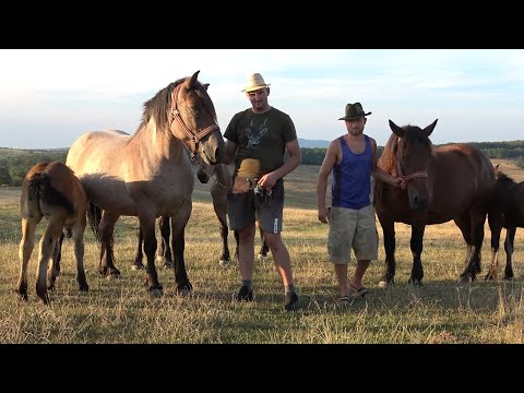 Caii lui Ionut de la Valcau de Jos, Salaj - 2023 Nou!!!