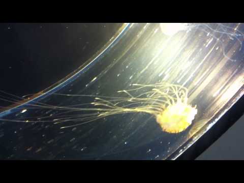 会計学科 ユーチューブyoutube.comが名古屋港水族館になった！感動のイルカや魚たち！税理士木村勝則の独り言！経営革新等支援機関近畿財務経済産業局認定木村勝則税理士事務所滋賀県高島市安曇川町