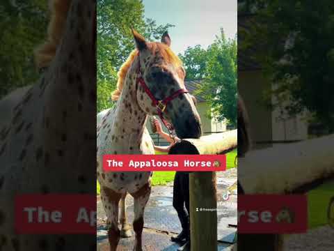 , title : 'The Dangerous Appaloosa 😂'