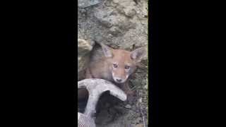 May 28, 2015, coyote rescue