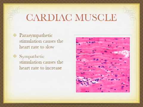 Skeletal Smooth And Cardiac Muscle Comparison Chart