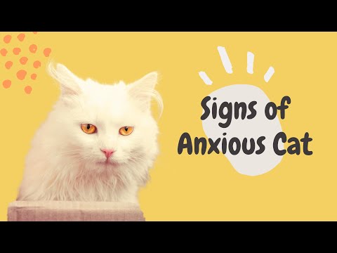Signs of Anxious Cat | signs of Anxious feline | Anxious Cat behavior signs | Sign of anxious kitten