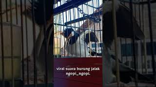 Download lagu nada dering suara burung ngopi_ngopi mp3 Download lagu nada dering suara burung ngopi_ngopi mp3