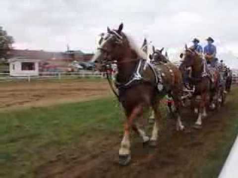 Shawville Fair 2013 - Heavy Horses