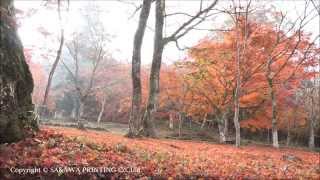 preview picture of video 'もみじまつり 稲荷山公園 紅葉 愛媛県大洲市　Japan Autumn Leaves'