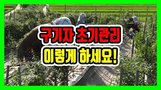 구기자 초기 관리기술