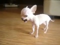 Очень храбрый маленький щенок чихуахуа 