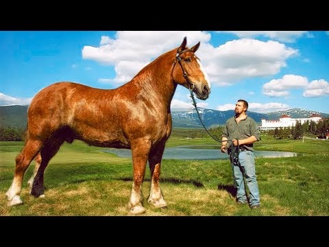 , title : 'Die 10 größten Pferde der Welt!'