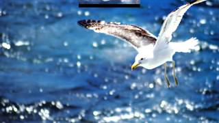 Neil Diamond   Skybird  Jonathan  Livingston Seagull  HD
