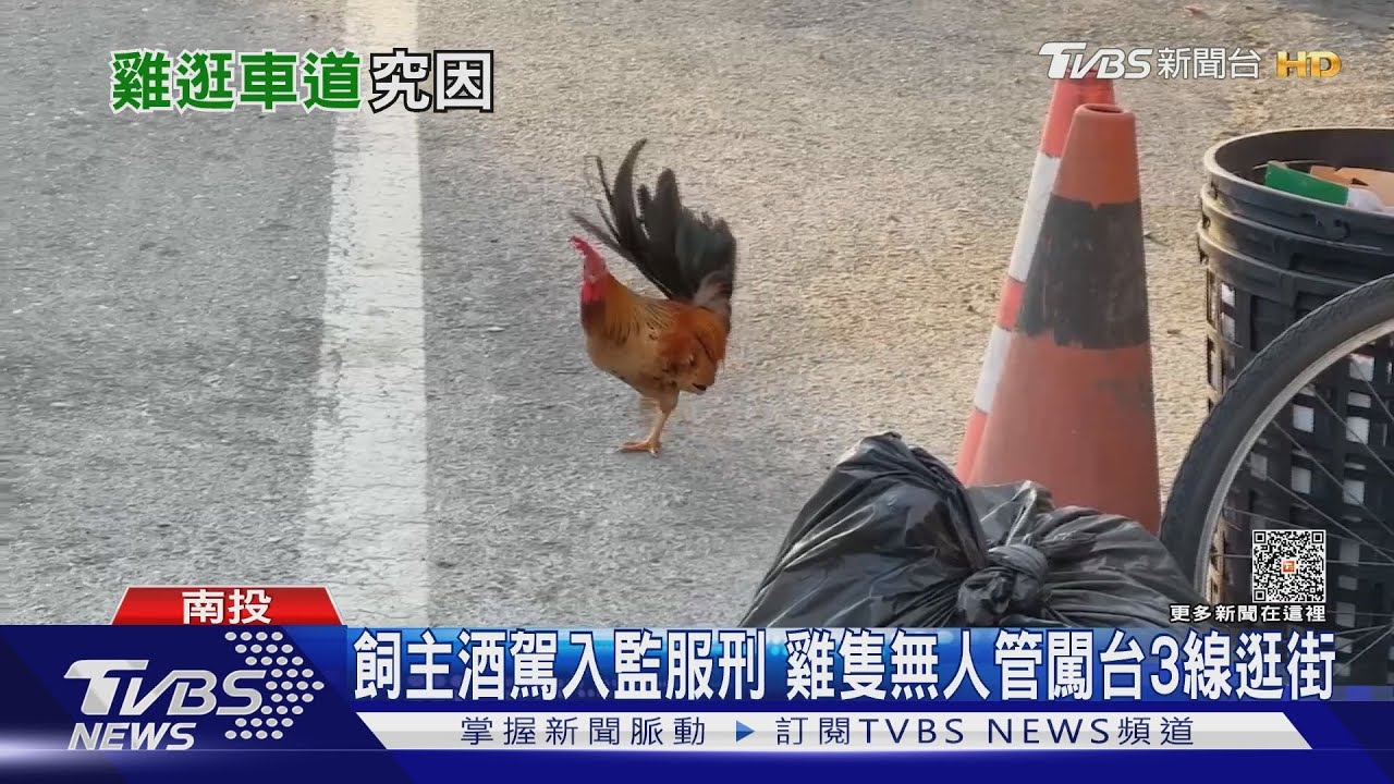 飼主酒駕入監服刑 雞隻無人管闖台3線逛街