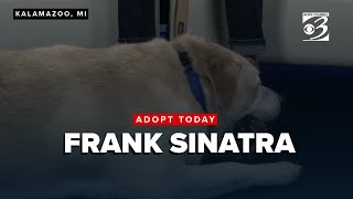 ADOPT TODAY: Meet Frank Sinatra