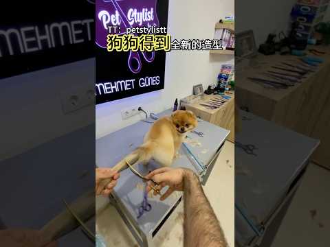 这只狗得到了有史以来最可爱的改造！#shorts #趣事 #有趣