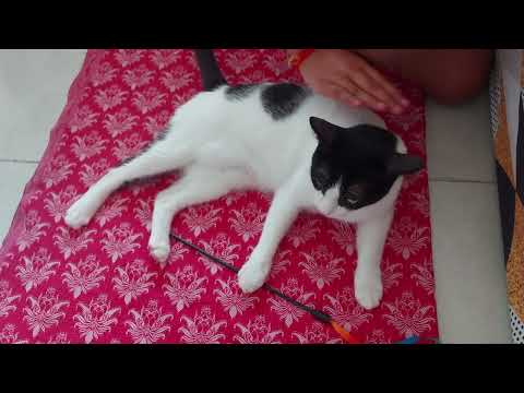 How to pick an annoyed cat🤑