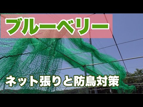 夏に果樹を昆虫や鳥から守るにはどうすればよいですか？編集者によってテストされ承認された 6 つのヒント  庭園