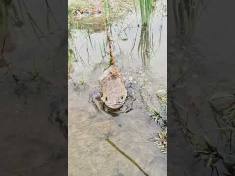 Amazing fishing Trap in River #shorts #fishing #technique #fishingshorts