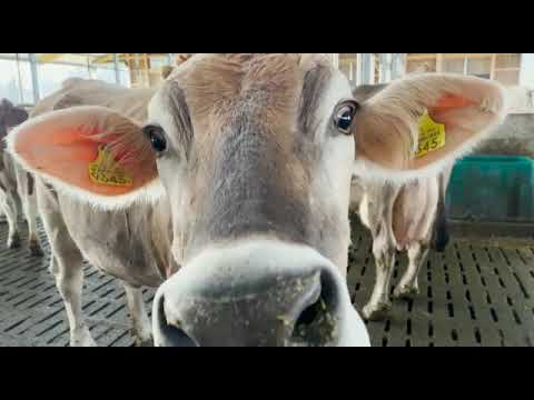 Referenzobjekt: Feedboxen für 120 Milchkühe – verbesserte Leistung