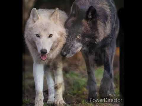 А волки гораздо добрее людей. А волки гораздо добрее людей. Клип с волками. Вышивка крестом волки семья. А волки гораздо добрее.