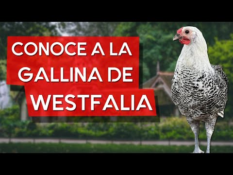 , title : 'Gallina Totleger de Westfalia 🐔 La raza que pone huevos hasta el final de su vida.'