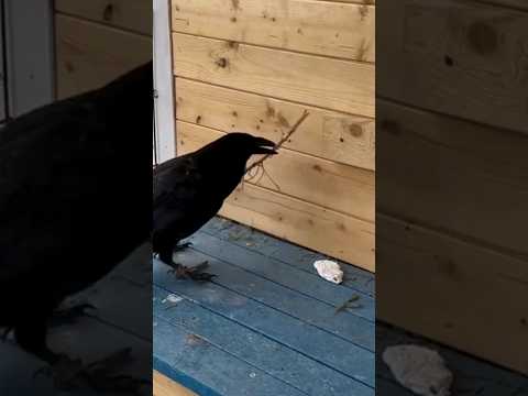 Crows' Astonishing Tool-Using Intelligence #birds