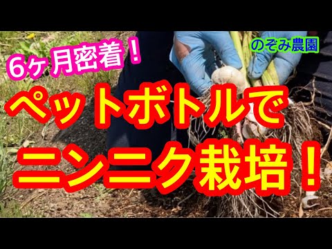 ペットボトルの水でニンニクを育てるチュートリアル