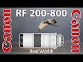 Canon RF 200-800 Real World Bird Photography with R6 Mark II & R7 Cameras!  Sandhill Cranes & More!