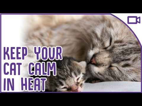 How to Calm a Cat in HEAT - Top Tips!